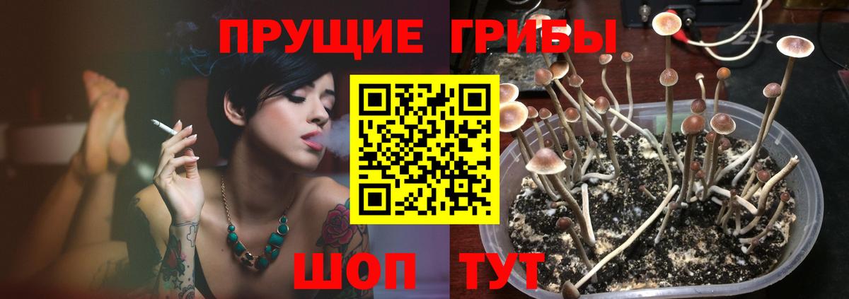Галлюциногенные грибы Psilocybe Апатиты